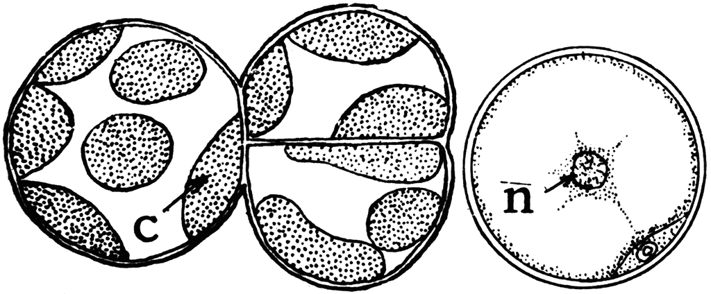 Chloroplast Outline For Classroom Therapy Use Great Clip Art Library