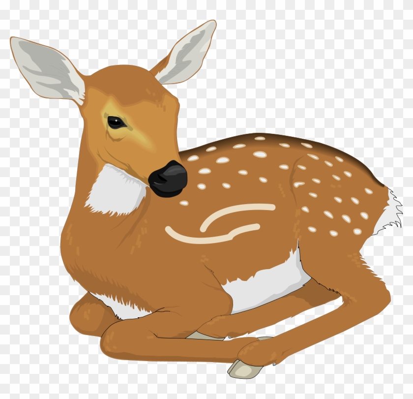 Pin on Deer