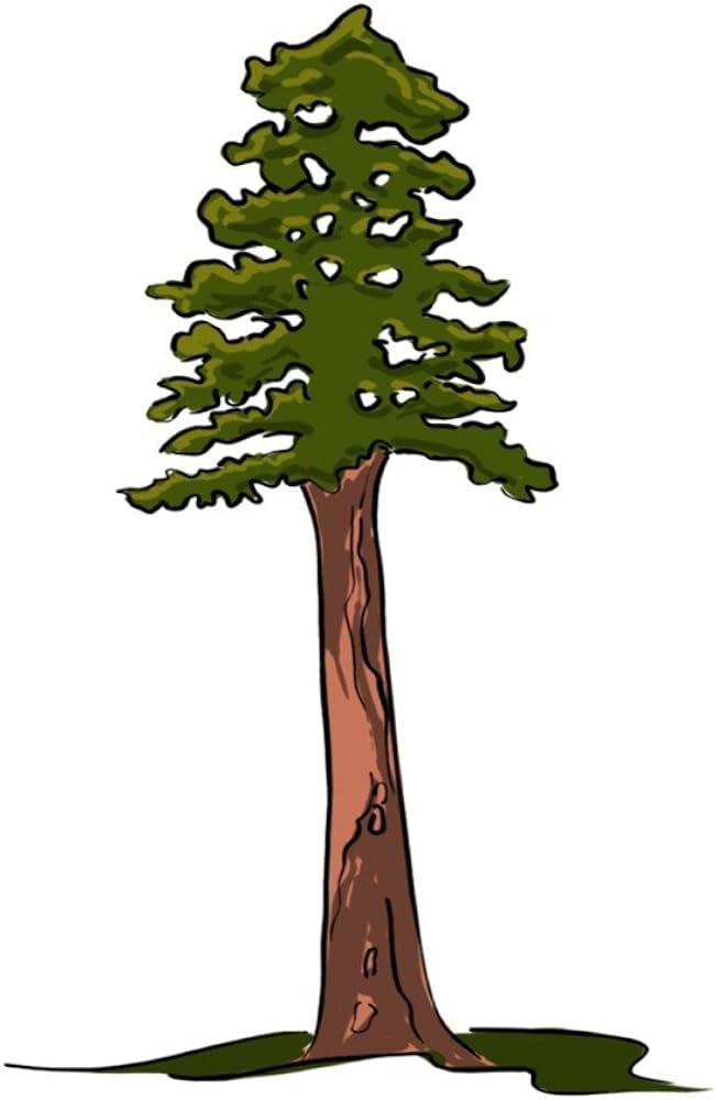 Redwood Tree Stock Illustrations, Cliparts and Royalty Free - Clip Art ...