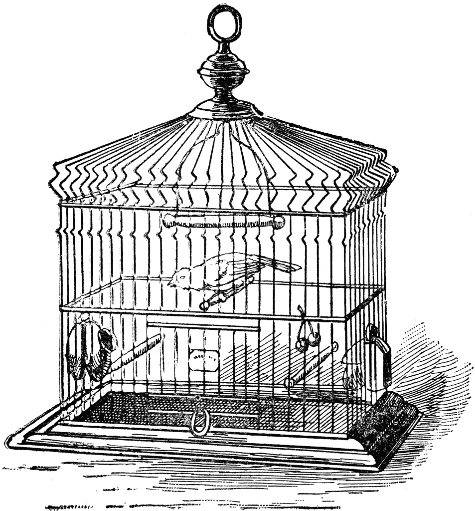 Caged Bird Clipart Images, Free Download