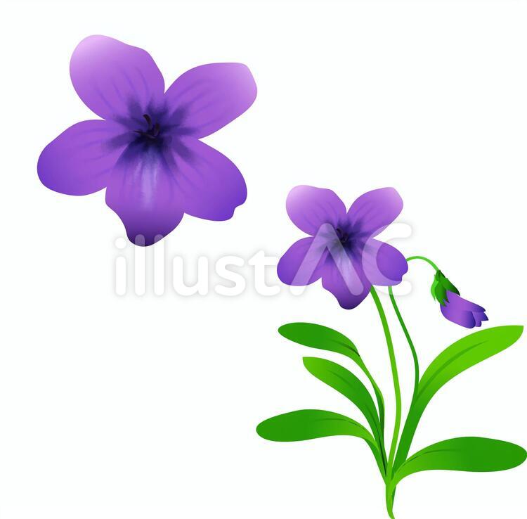 Violets Stock Illustrations – 3,302 Violets Stock Illustrations 