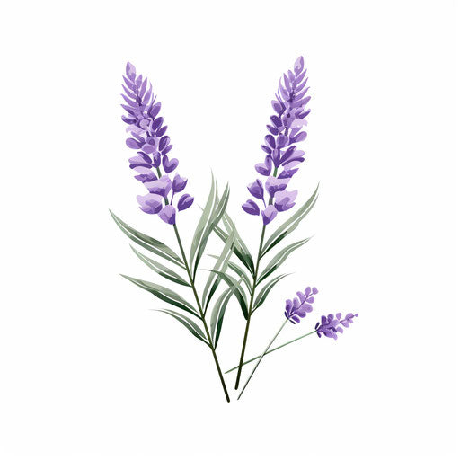 12 Best Lavender Clipart (Beautiful Flowers)! - The Graphics Fairy ...