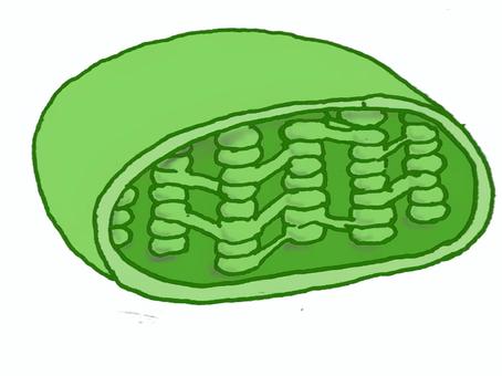 Chloroplasts | VCE BioNinja