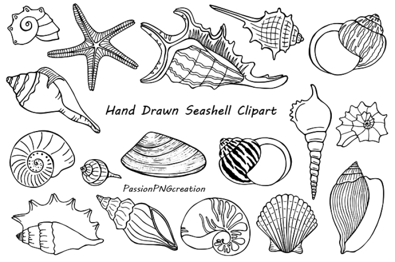 Seashells SVG scrapbook cut file cute clipart files for silhouette