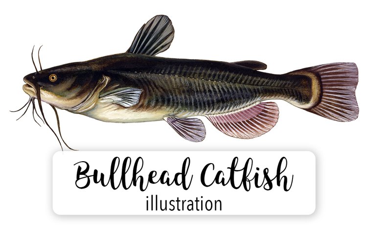 Premium Vector | Flathead catfish hand sketched hand drawn vector 