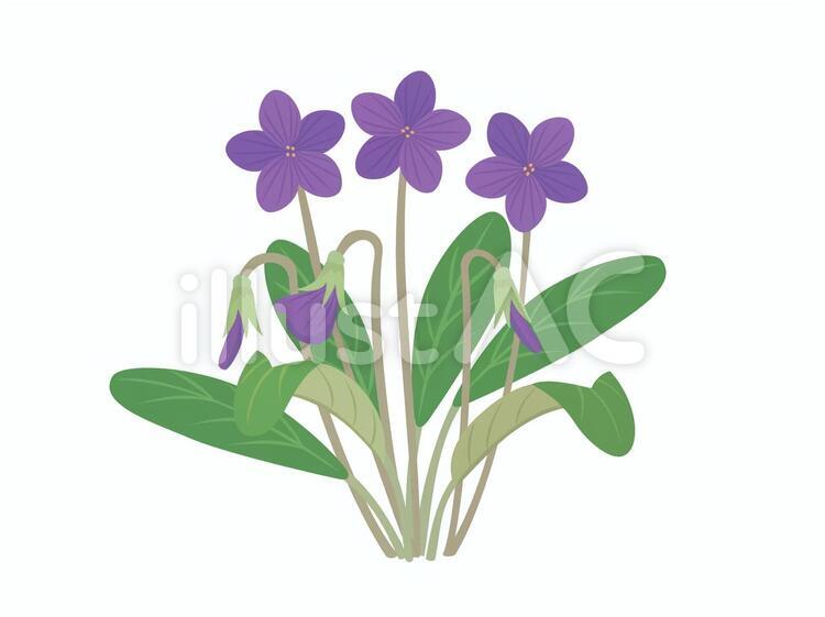 violet flower clipart