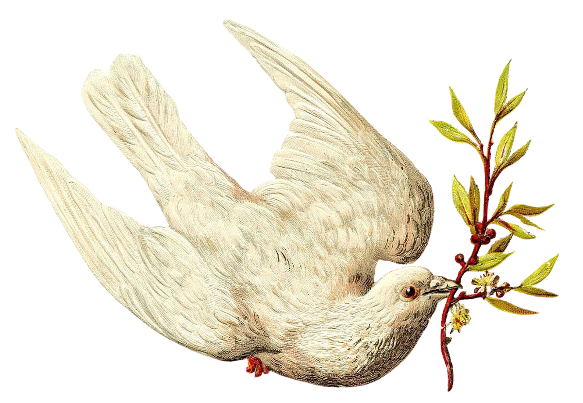 Premium Vector | Wedding dove cartoon colored clipart illustration