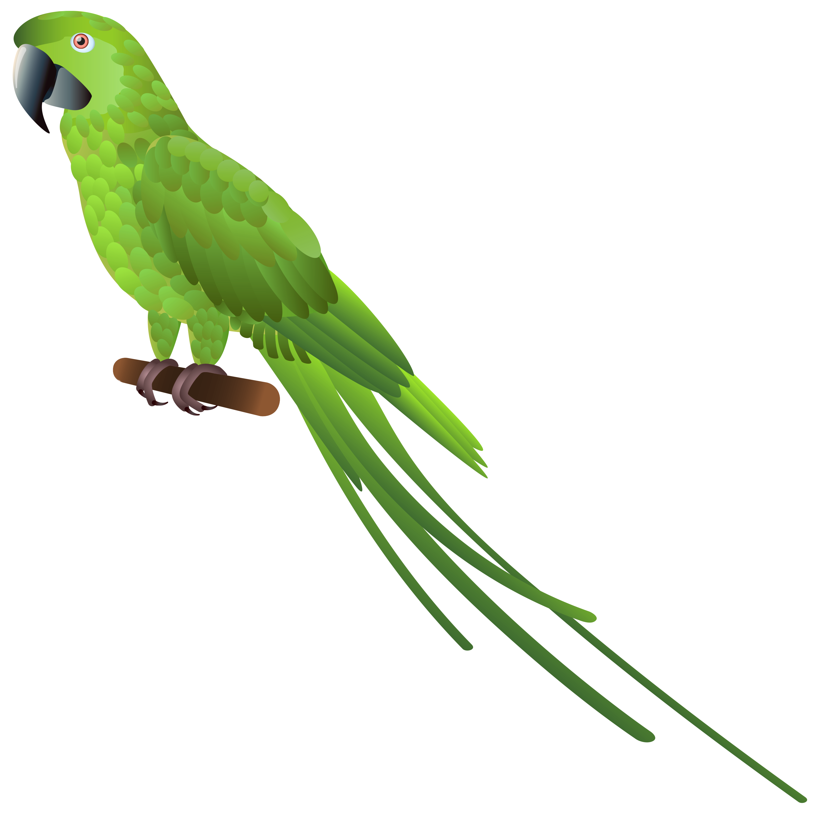 Large Parrot Clipart Gallery Yopriceville High Quality Free Clip