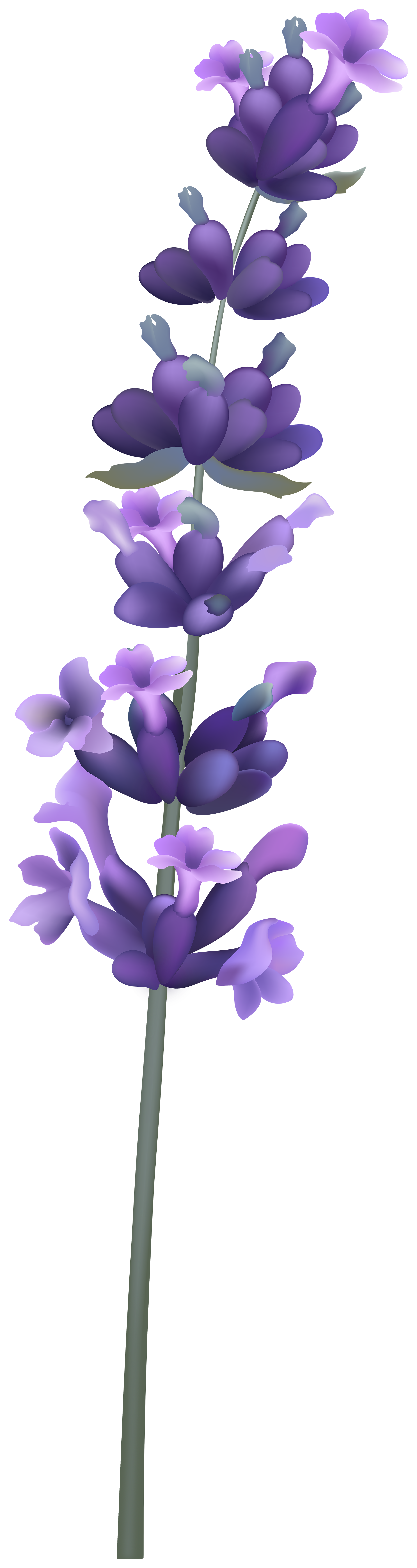 Bunch Of Lavender. Stock Clipart | Royalty-Free | FreeImages