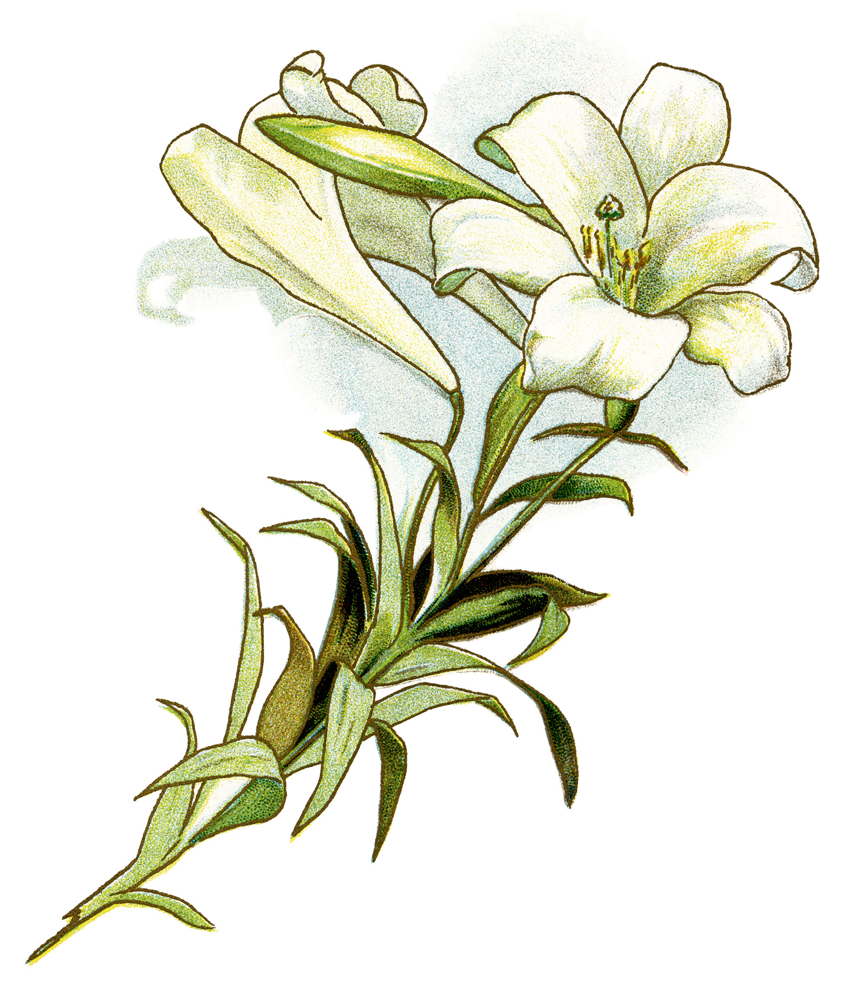 lily flower clipart