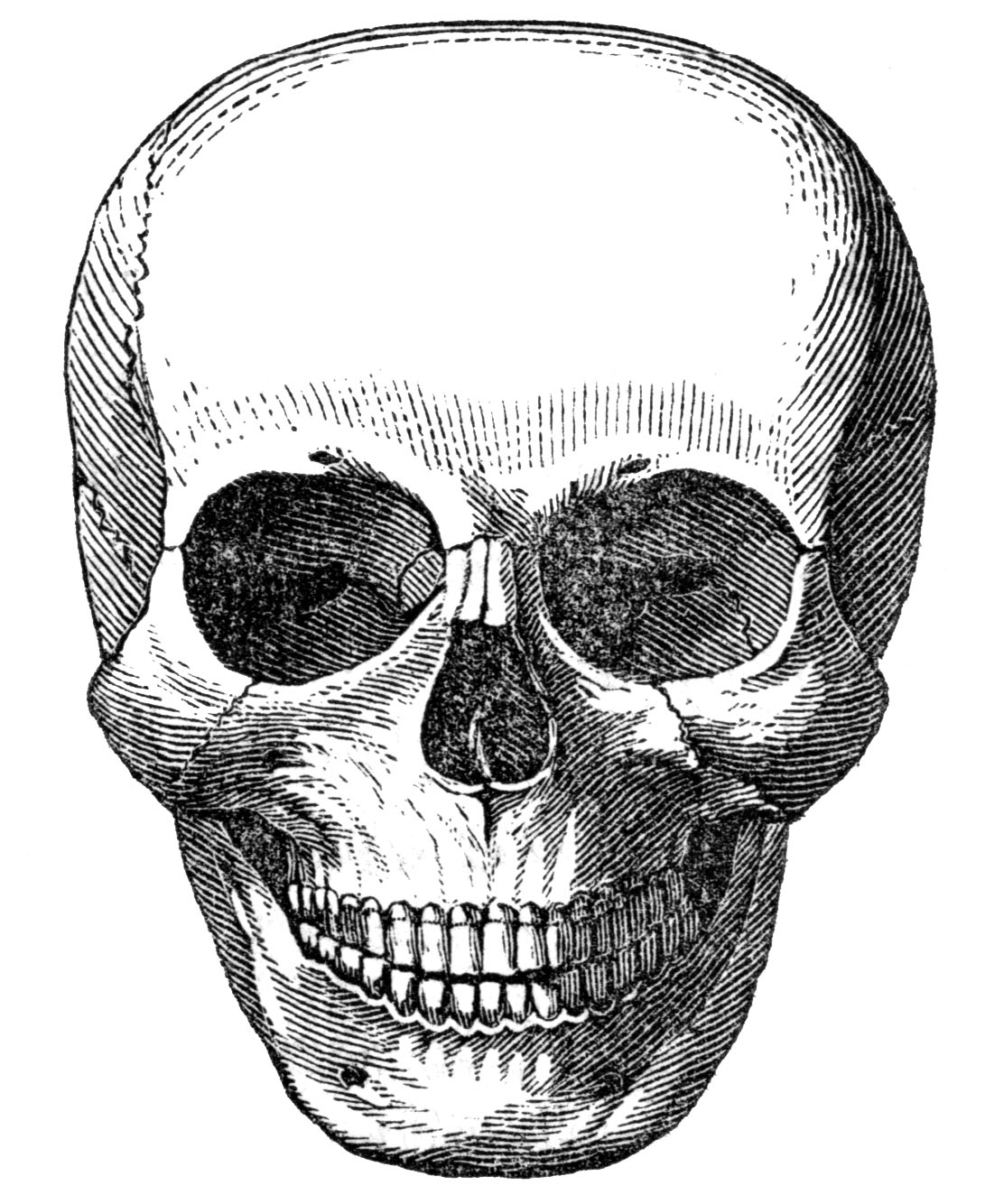 scary skull clipart