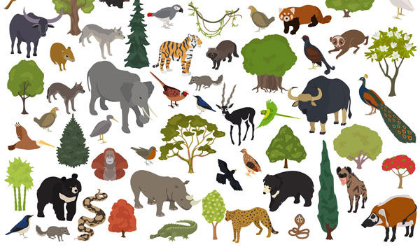 200+ Animal Adaptation Stock Illustrations, Royalty-Free Vector