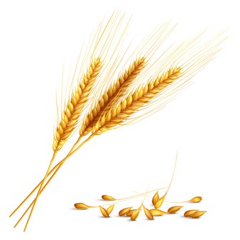 Realistic cereals barley, ears wheat, oats, rise on white 