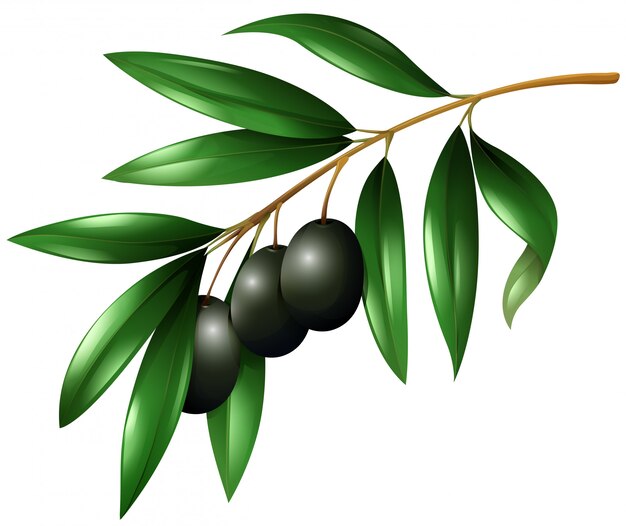 Olive Clip Art at Clker.com - vector clip art online, royalty free ...