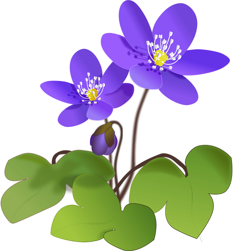 violet flower clipart