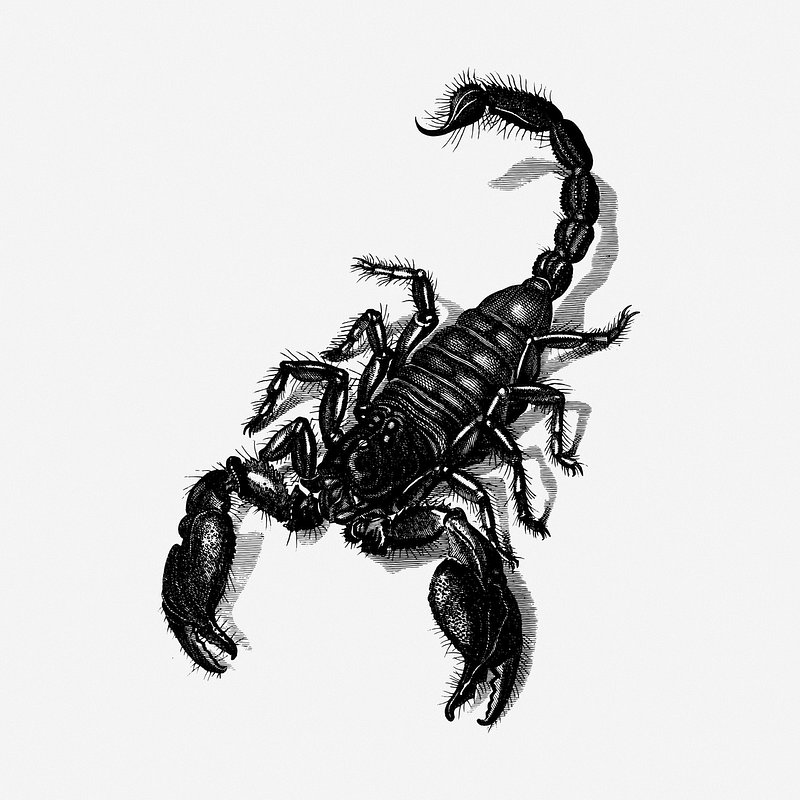 Spider Clipart-clipart arachnid black scorpion with pedipalps 