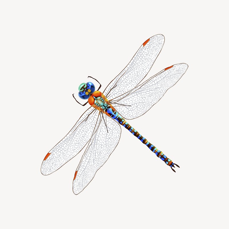 dragonfly clipart free