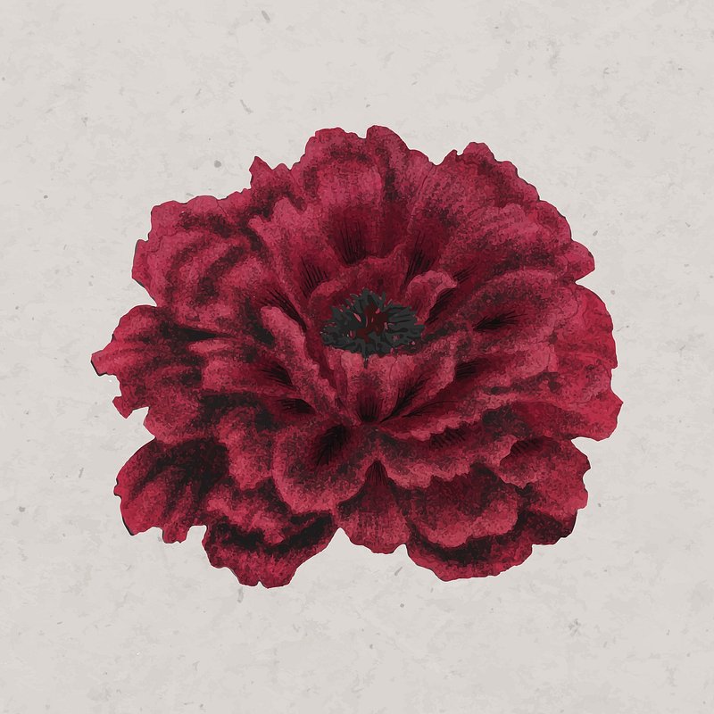 aesthetic flower clipart