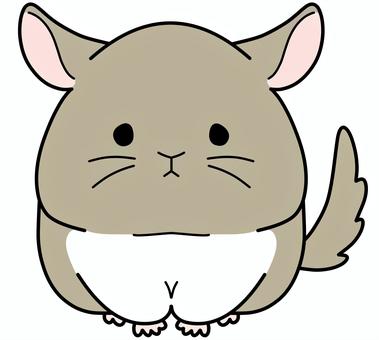 chinchilla clipart
