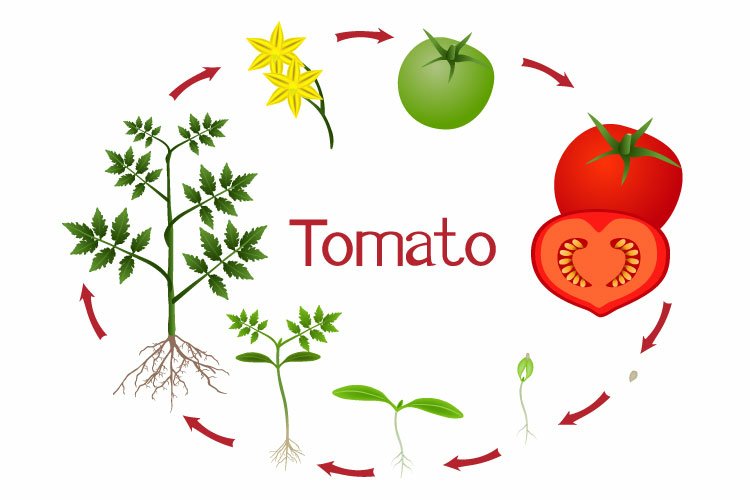 86 Tomato Plant High Res Illustrations - Getty Images - Clip Art Library