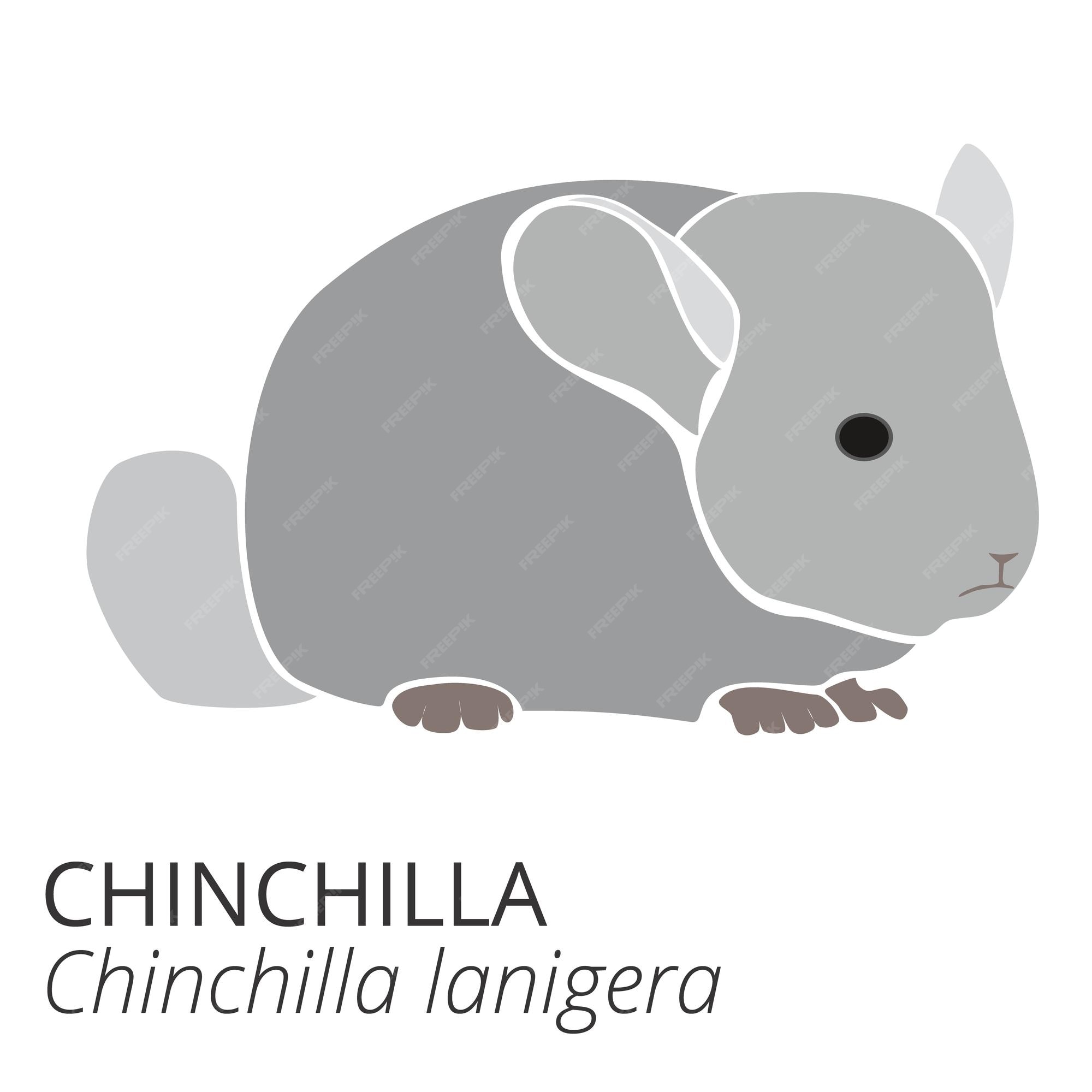 Chinchilla and Heart SVG Cut file by Creative Fabrica Crafts 