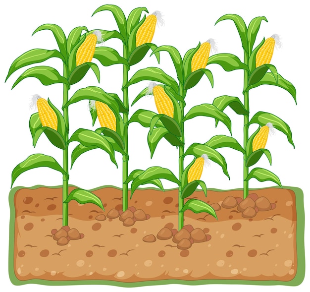 3,700+ Row Crop Illustrations, Royalty-Free Vector Graphics &amp; Clip 