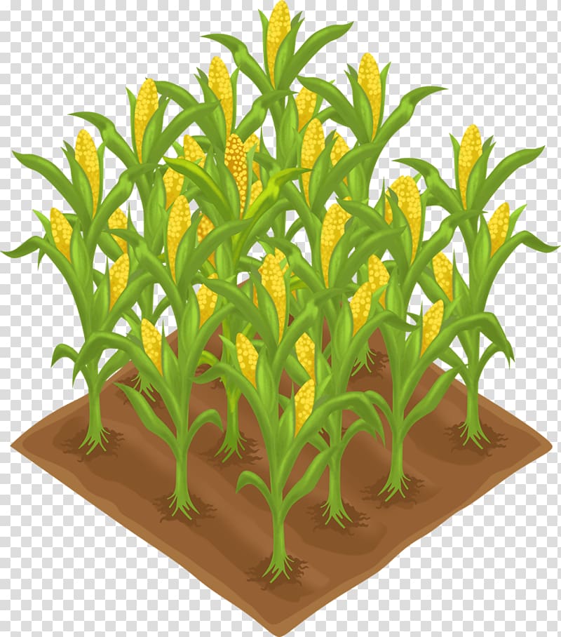 Wheat PNG transparent image download, size: 5036x3799px