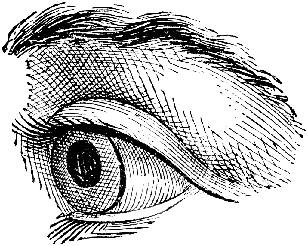 Глаза тг. Рисование глаза в профиль. Глаз штрих. Глаз в профиль рисунок. Глаз человека сбоку.