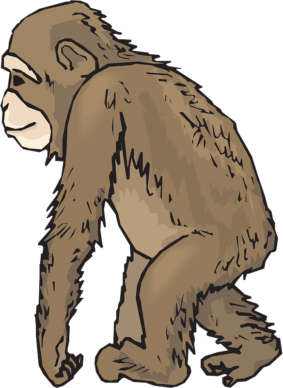 chimpanzee clipart