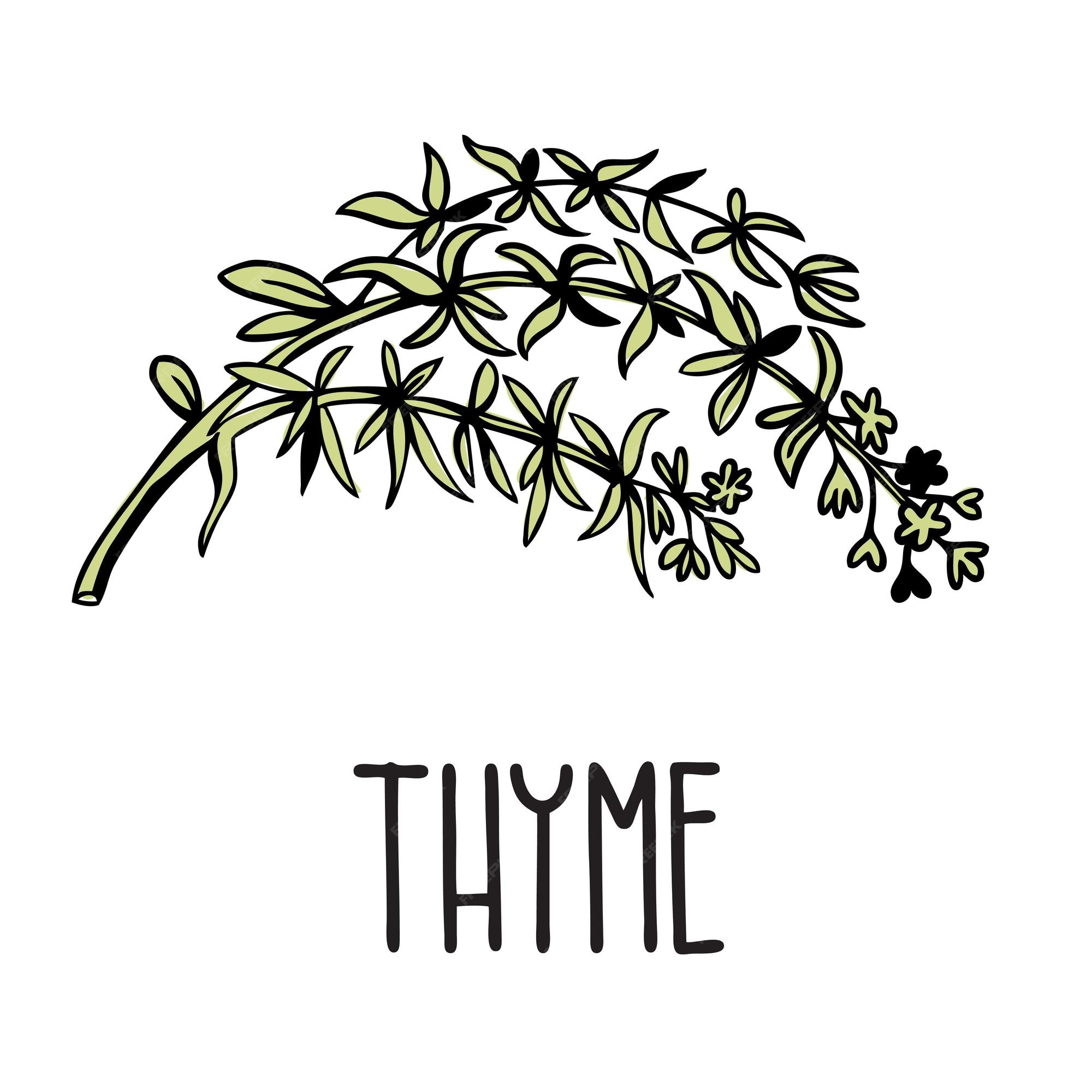 Herbs Clipart-thyme growing in planter herb clipart - Clip Art Library