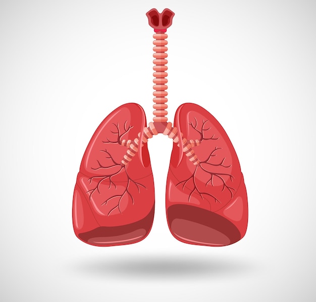 lung clipart