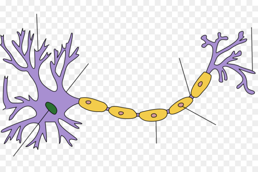 Neuron PNGs for Free Download