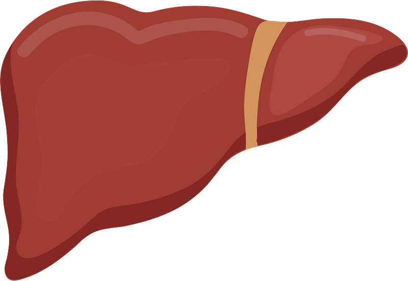 Liver Cartoon Clipart Vector, Hand Drawn Cartoon Liver 