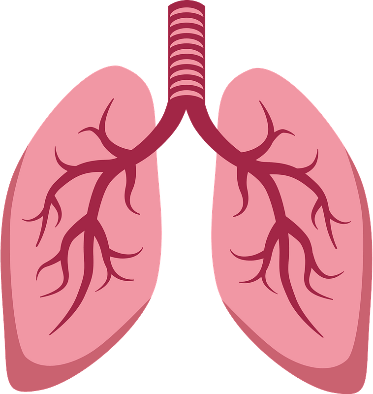 Lung's. Легкие клипарт. Легкие вектор. Bronchus.