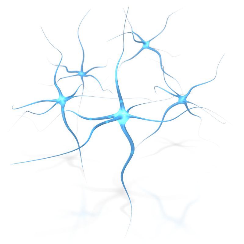 Neuron | ClipArt ETC