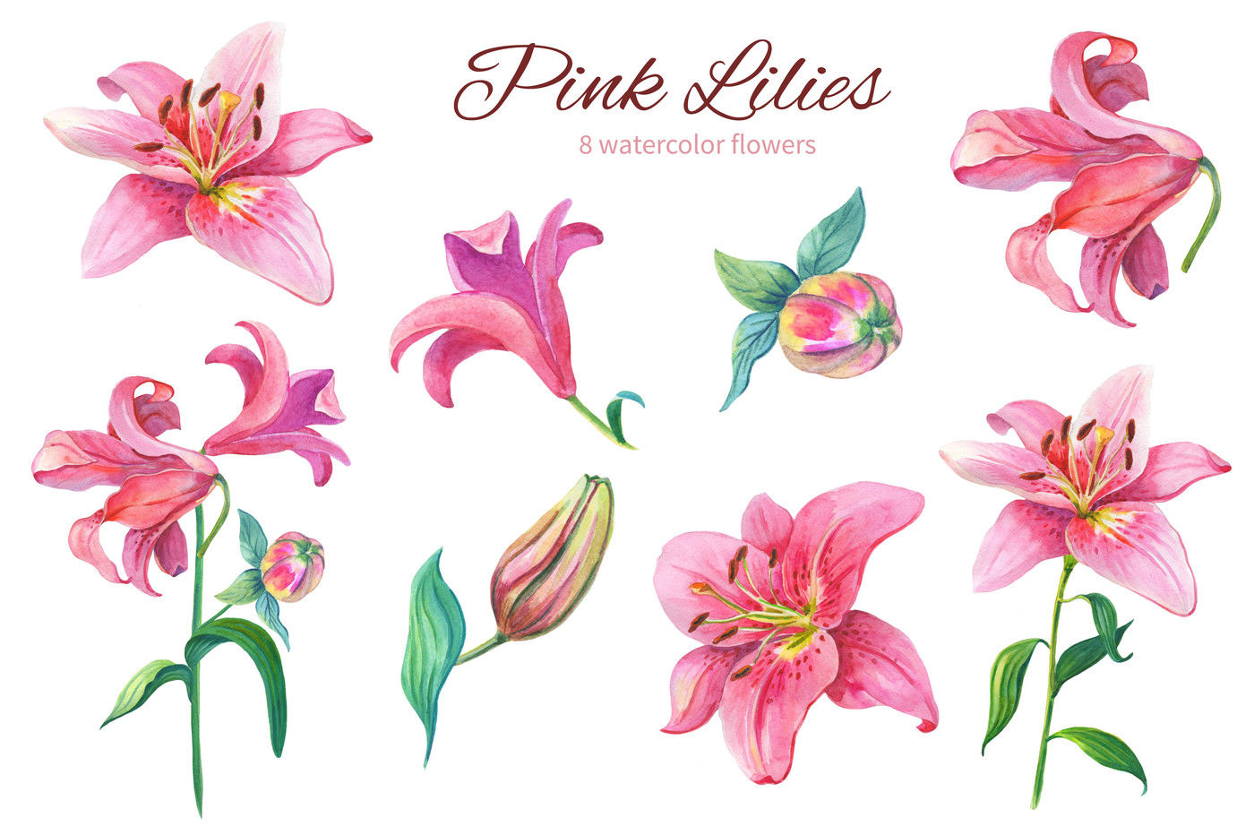 lily flower clipart