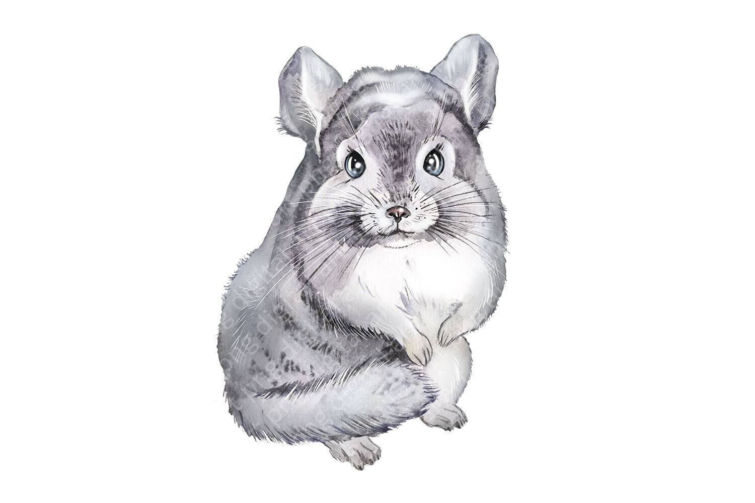 chinchilla clipart