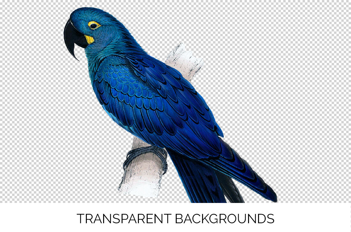 parrot clipart