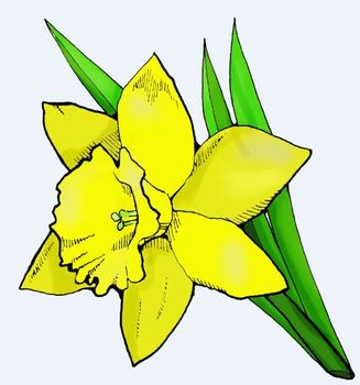 daffodil clipart