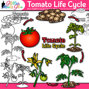clipart tomato plant