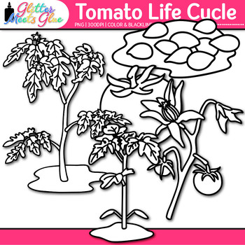 clipart tomato plant