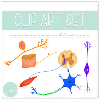 Nerve Cell Illustration Stock Illustrations, Cliparts and Royalty 