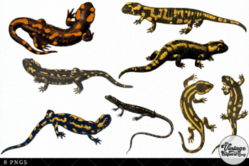 Salamander PNG, Vector, PSD, and Clipart With Transparent 