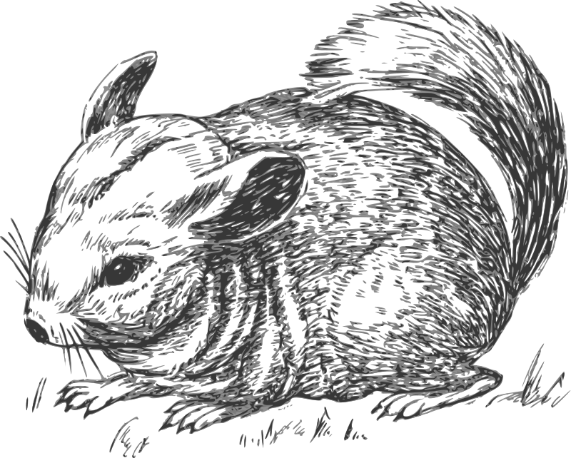 Pets, Gray Chinchilla, Domestic Animals Vector Illustration White 