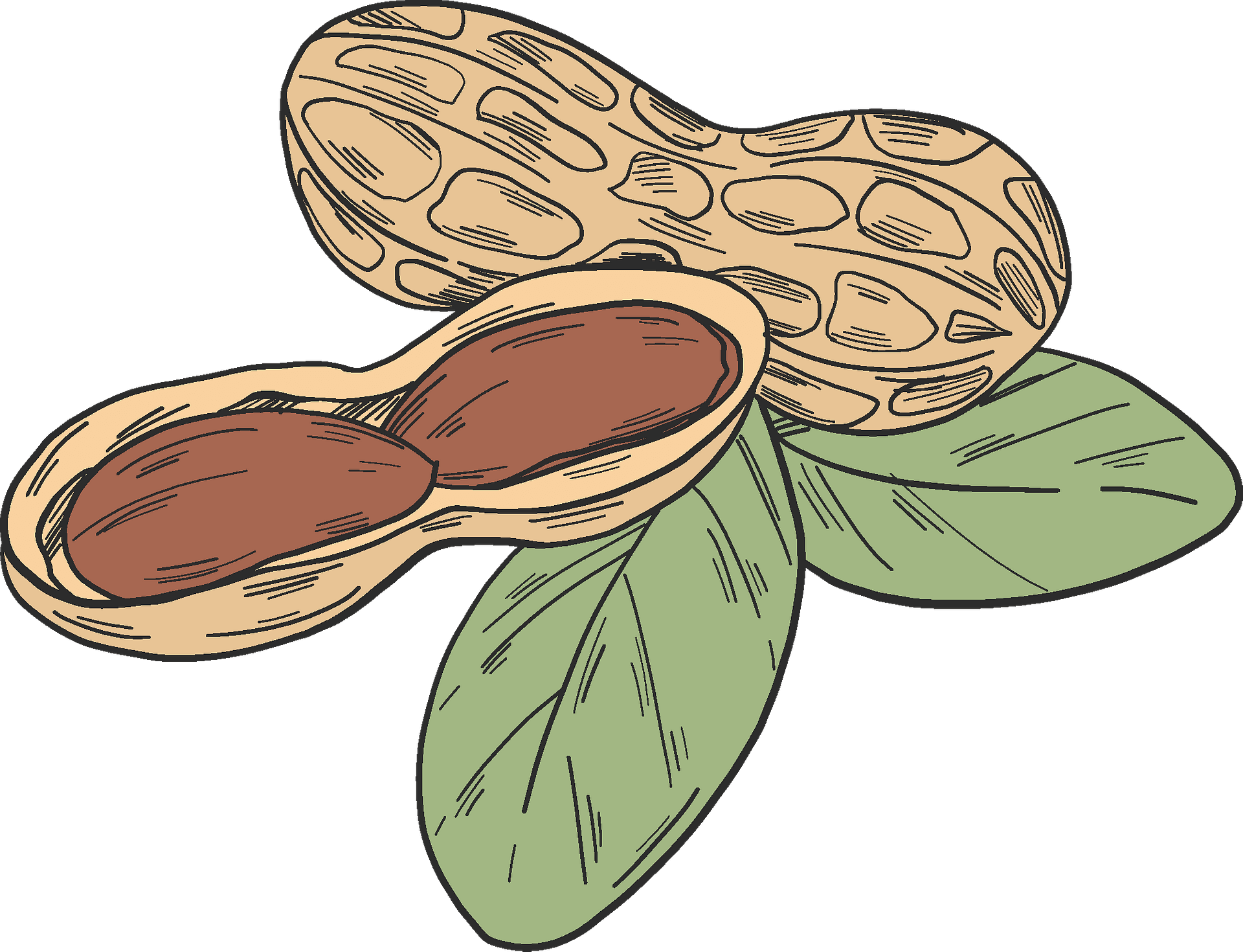 Nuts And Peanuts Clipart Desing Illustration 9385464 PNG Clip Art Library