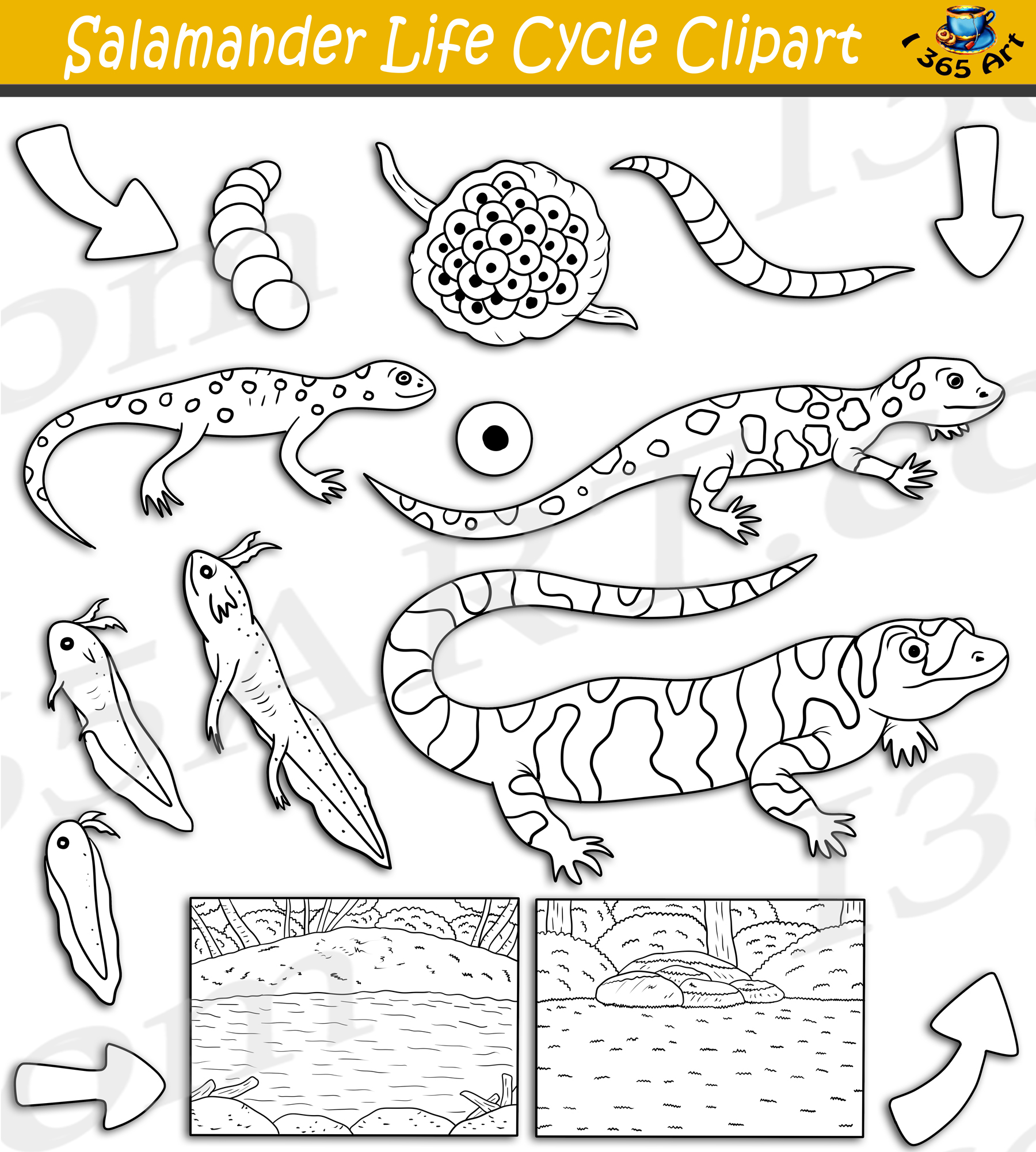 Northern gray-cheeked salamander clipart. Free download 