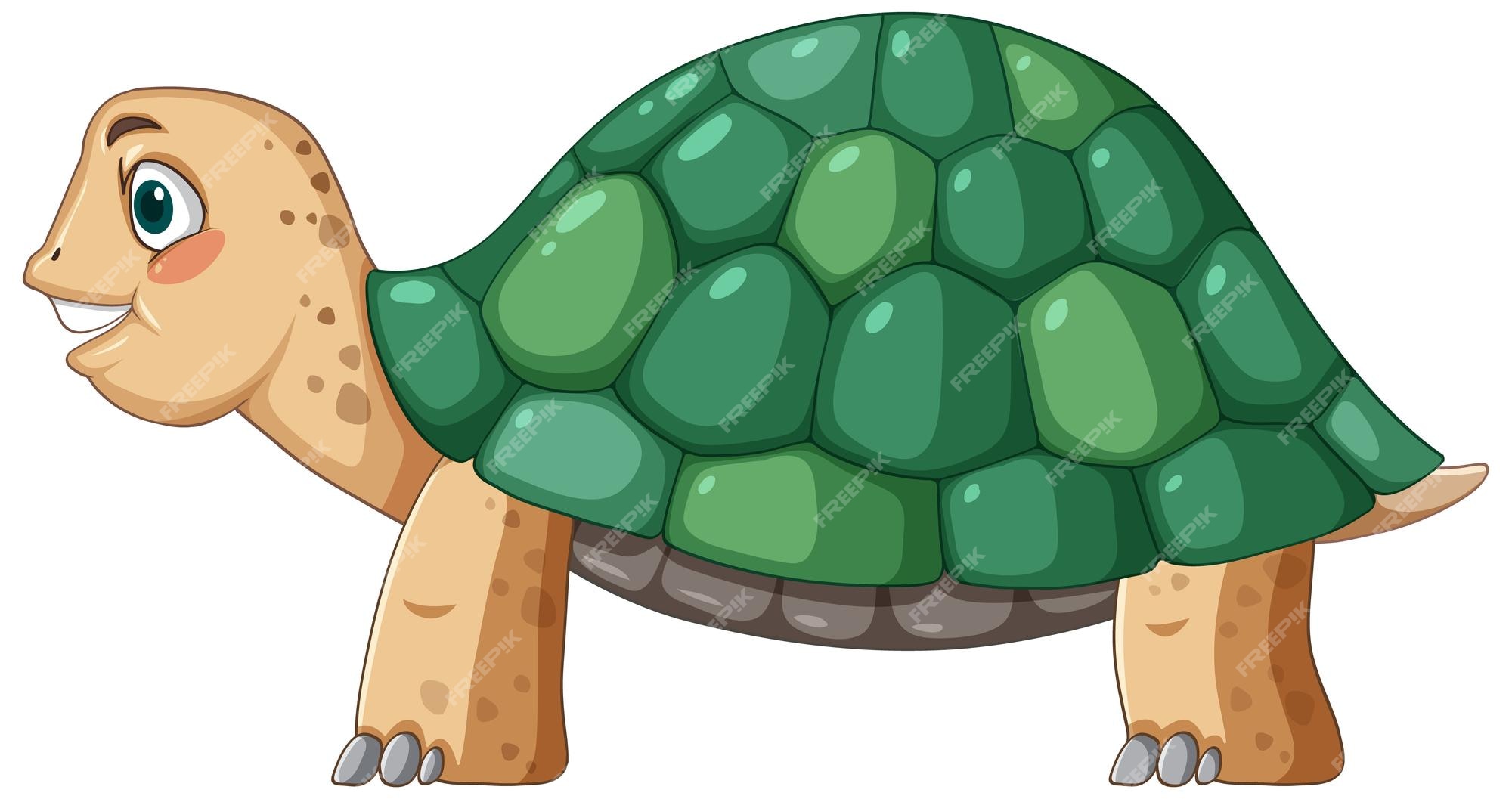 Free Turtle Shell Clipart, Download Free Turtle Shell Clipart Png ...