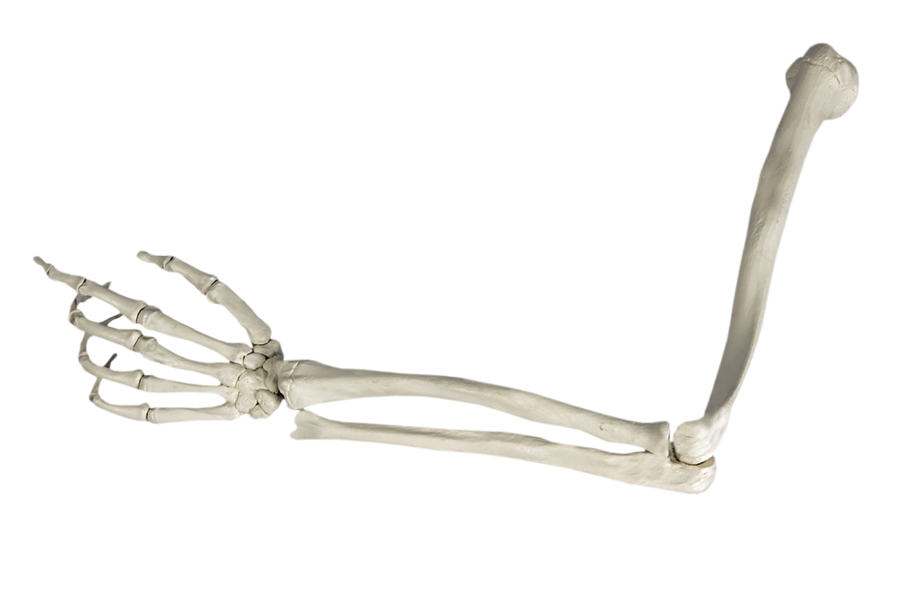 Skeleton Arm Stock Illustrations 7789 Skeleton Arm Stock Clip Art