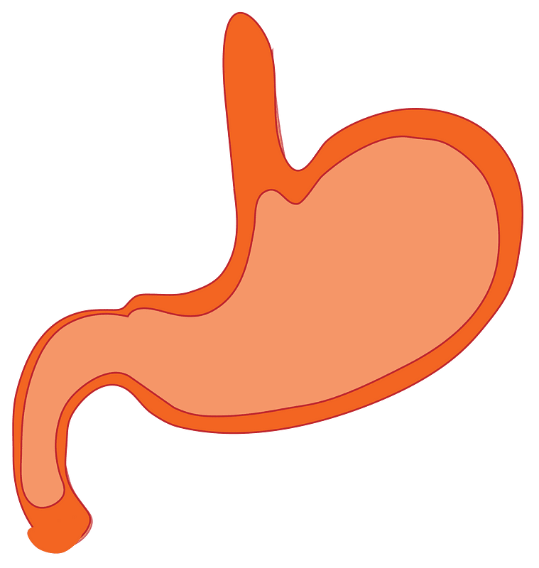 Stomach clipart hi-res stock photography and images - Alamy