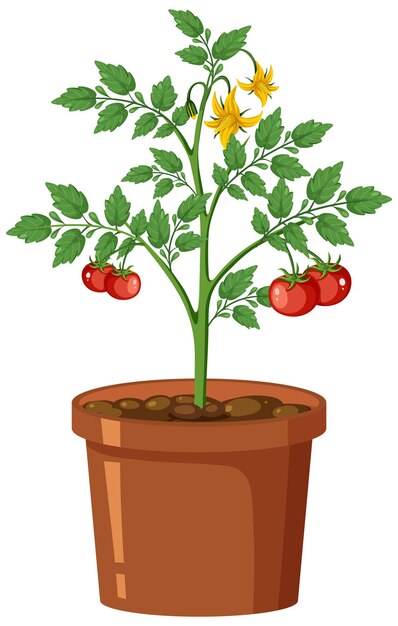 Vegetable Clipart-tomato plant clipart with ripe tomatoes - Clip Art ...